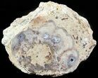 Stromatolite Covered Petrified Wood Limb - California #47055-1